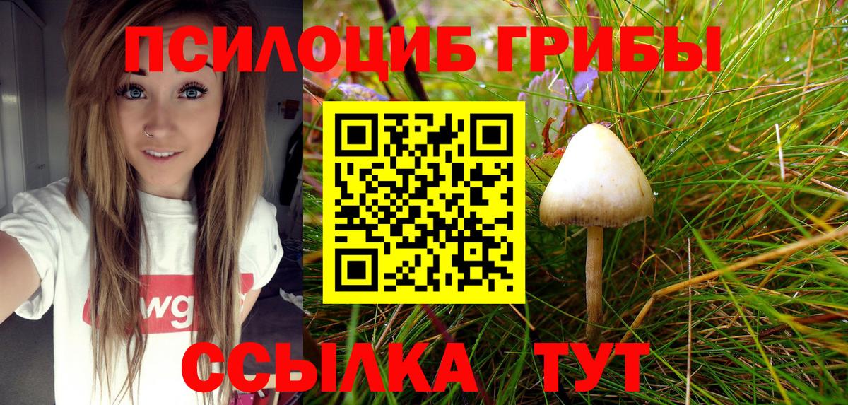 как найти закладки  Псилоцибиновые грибы Cubensis  Вход с VPN  Берёзовский 